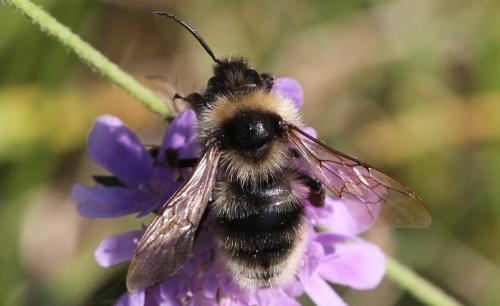 Bombus sp.